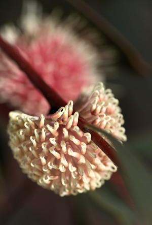 Hakea Flower
